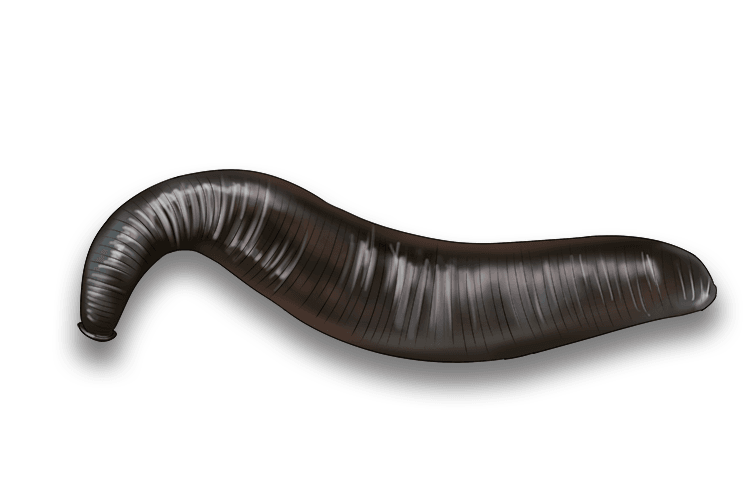 Annelids have soft bodies that are divided into numerous ring-like segments. This diverse group includes earthworms, marine worms and leeches, all of which share key characteristics such as a closed circulatory system (contained within arteries and blood